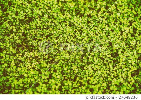 Green Angel Tear Plant (Soleirolia Urticaceae) 27049236