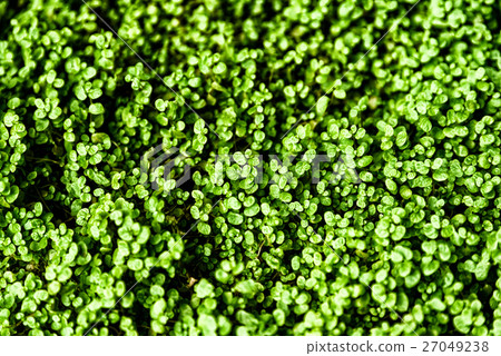 Green Angel Tear Plant (Soleirolia Urticaceae) 27049238