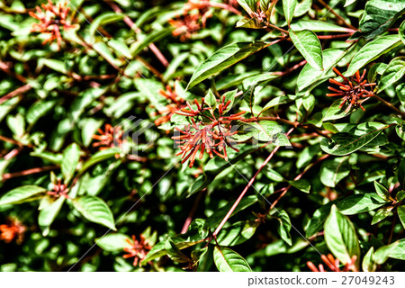 Firebush Or Hummingbird Bush (Hamelia Patens) Firebush Or Hummingbird Bush (Hamelia Patens) 27049243