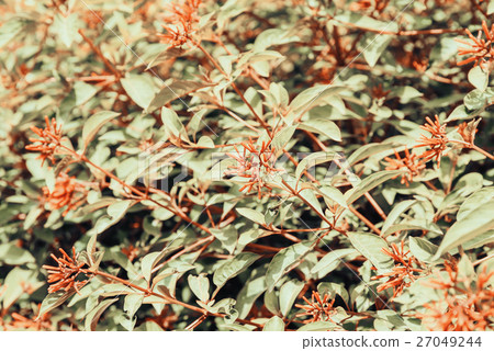 Firebush Or Hummingbird Bush (Hamelia Patens) Firebush Or Hummingbird Bush (Hamelia Patens) 27049244