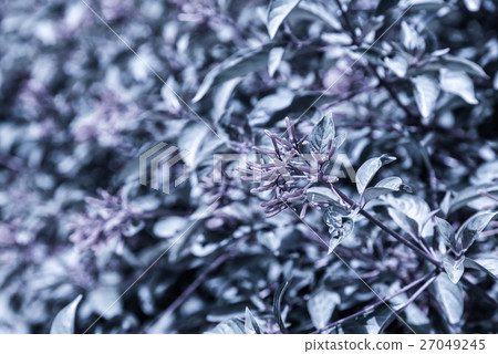 Firebush Or Hummingbird Bush (Hamelia Patens) 27049245