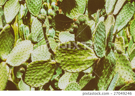 Green Cactus Fields In Summer Green Cactus Fields In Summer 27049246