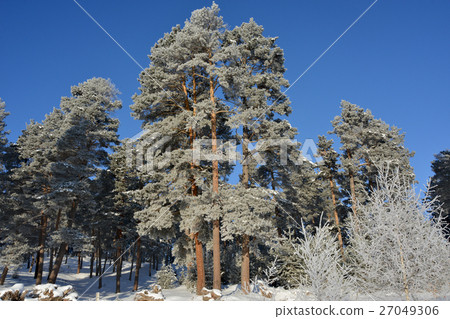 frosted forest 27049306