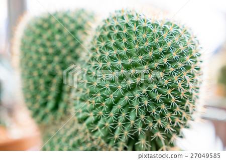 cactus succulent plant cactus succulent plant 27049585
