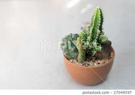 cactus succulent plant 27049597
