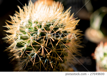 cactus succulent plant cactus succulent plant 27049600