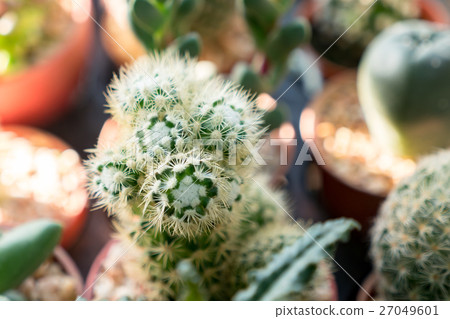 cactus succulent plant cactus succulent plant 27049601