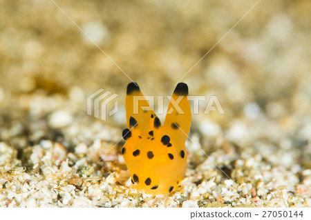 Kanna Tsutsuya 27050144