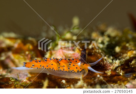 Turgatorigo min魚 27050145