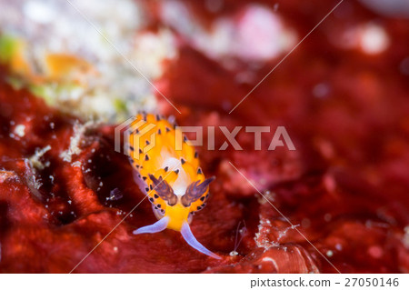 Turgatorigo min魚 27050146