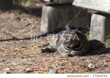 cat, dozens, leaf 27050558