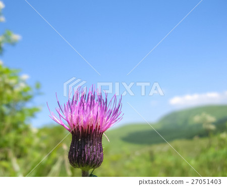 Thistle blooming in Yashima-gawa wetland 27051403