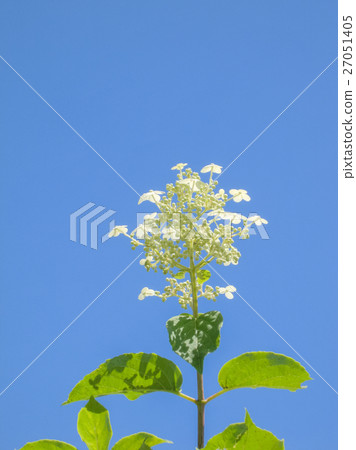 Nori Togi and blue sky of Hachijimagahara Mogahara 27051405