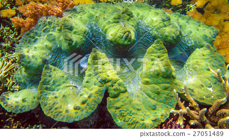 Giant clam Tridacna gigas grows in Raja Ampat Giant clam Tridacna gigas grows in Raja Ampat 27051489