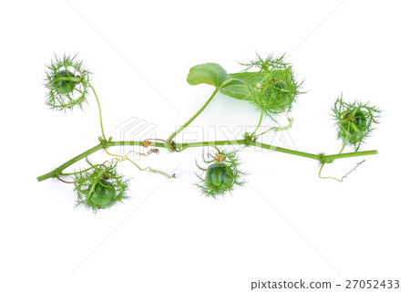 jul act fruit isolated on white background 27052433