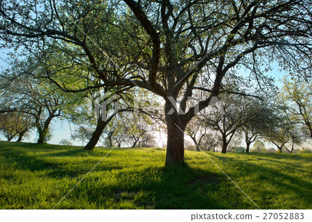 light through trees light through trees 27052883