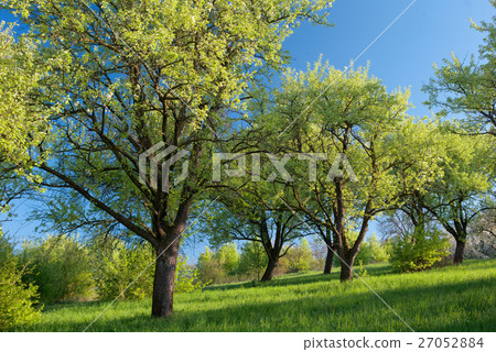 light through trees light through trees 27052884