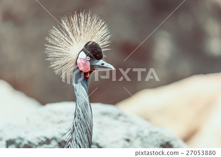 Black Crowned Crane (Balearica Pavonina) Bird 27053880