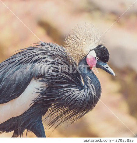Black Crowned Crane (Balearica Pavonina) Bird 27053882