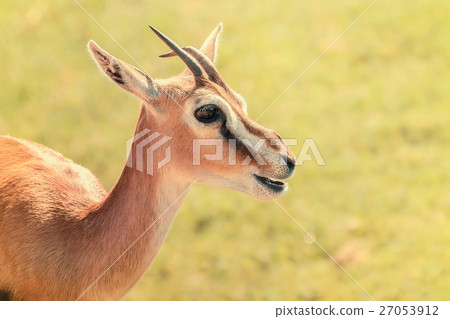 African Thomson's Gazelle (Eudorcas Thomsonii) 27053912