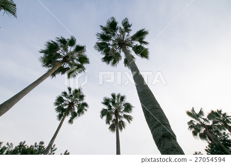 Palm tree 27054594