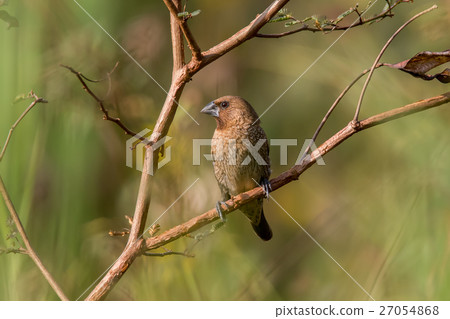 bird 27054868