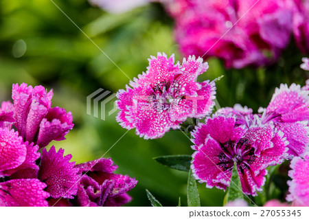 Pink Dianthus flower (Dianthus chinensis) Pink Dianthus flower (Dianthus chinensis) 27055345