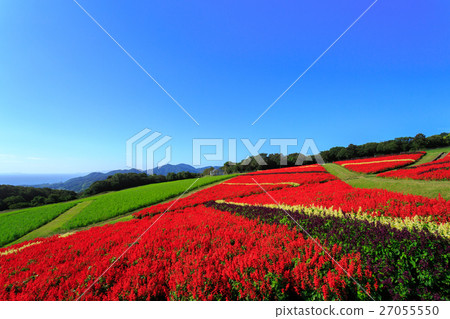 Awagi flowers and salvia fields 27055550