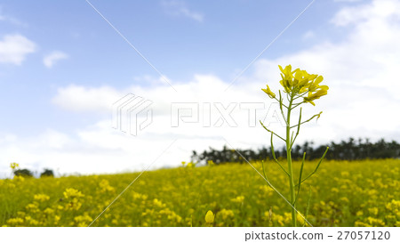 Lonely rapeseed in rapeseed field Lonely rapeseed in rapeseed field 27057120