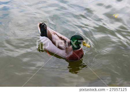 台灣鴛鴦 台灣鴛鴦 27057125