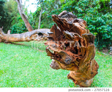 Dead wood on the grass 27057128