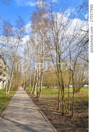 Birch alley at spring. 27057990