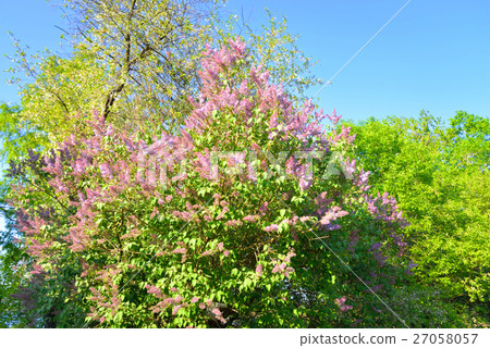 Beautiful lilac flowers. 27058057