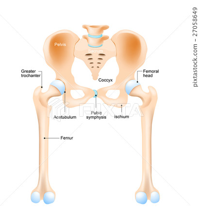 hip joint 27058649