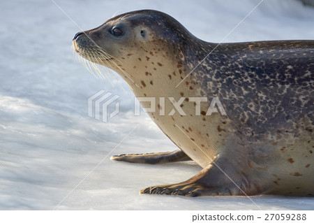 Goma seals on ice Goma seals on ice 27059288