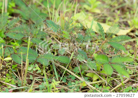 Sensitive plant, Sleeping grass, Shameplant 27059627