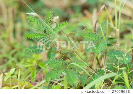 Sensitive plant, Sleeping grass, Shameplant 27059628