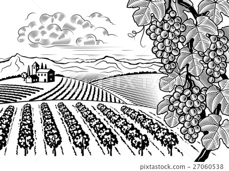 Vineyard valley landscape black and white 27060538