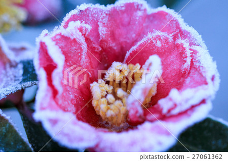 Camellia flower with frost 27061362