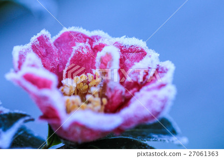Camellia flower with frost 27061363