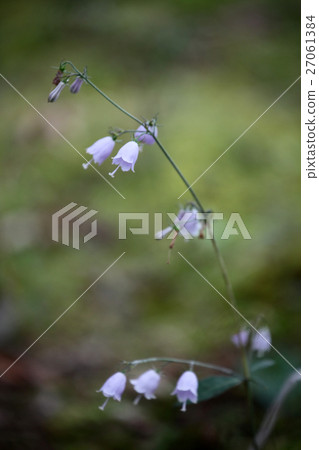 Adenophortriphylla 27061384