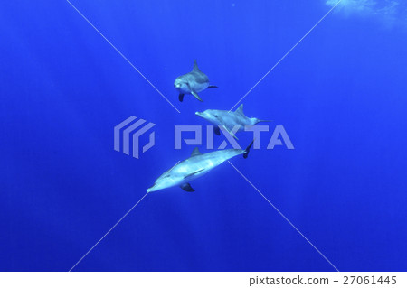 Minami手海豚游泳在小笠原海洋 Minami手海豚游泳在小笠原海洋 27061445
