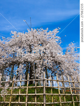 宇治市的櫻花 宇治市的櫻花 27061535