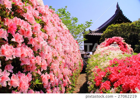 杜鵑花盛開在Nogeji寺（大阪市Sak市） 27062219