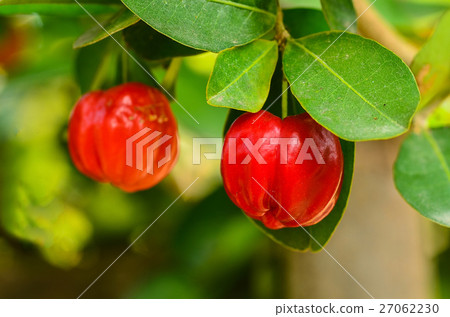 Barbados cherry on tree 27062230