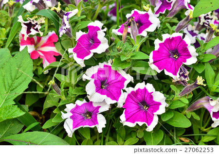 pink petunia flowers in garden 27062253