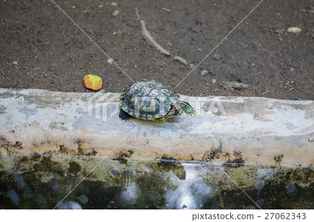 Turtles and pond. Turtles and pond. 27062343