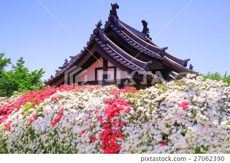 杜鵑花盛開在Nogeji寺(大阪市Sak市) 杜鵑花盛開在Nogeji寺(大阪市Sak市) 27062390