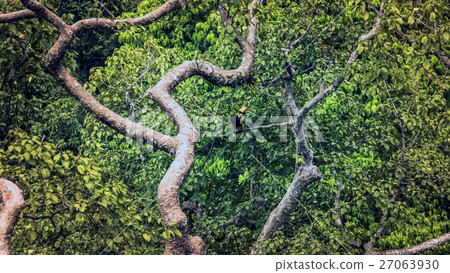 Hornbill nets in hollow tree Hornbill nets in hollow tree 27063930