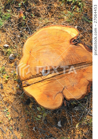 Wako forest park stump 27064453